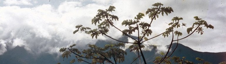Tafí