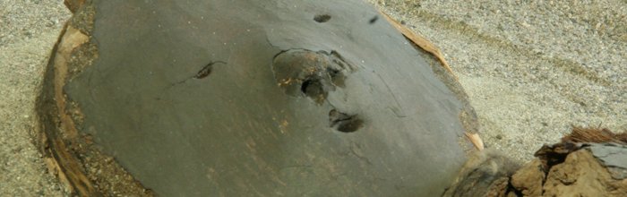 La conservación de los muertos en Chinchorro
