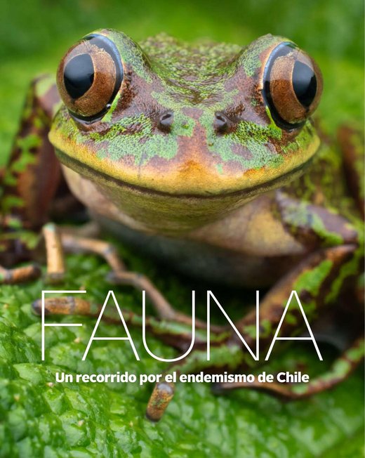 Fauna, un recorrido por el endemismo de Chile