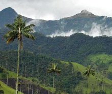 Capulí