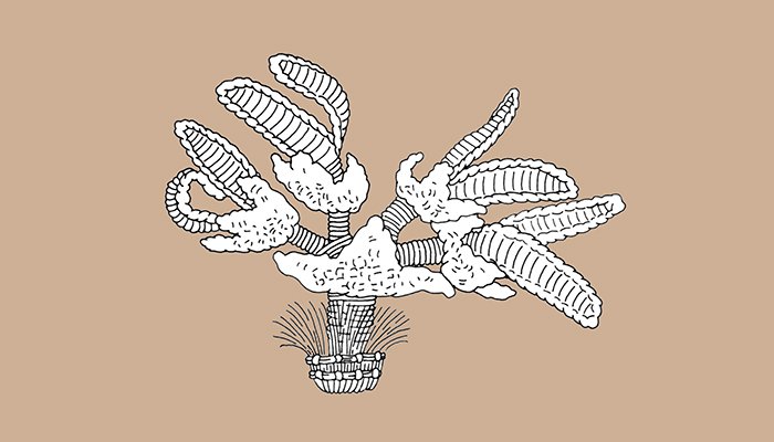 Flores masculinas de maíz (Dibujo, Brugnoli et al. 1997: 42)