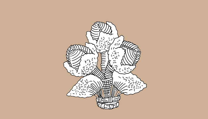 Cápsulas de algodón (Dibujo, Brugnoli et al. 1997: 42)
