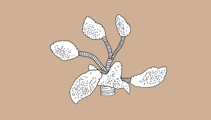 Flores y hojas de coca (Dibujo, Brugnoli et al. 1997: 42)