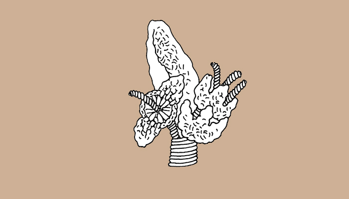 Flores y hojas de vegetal no identificado (Dibujo, Brugnoli et al. 1997:42)