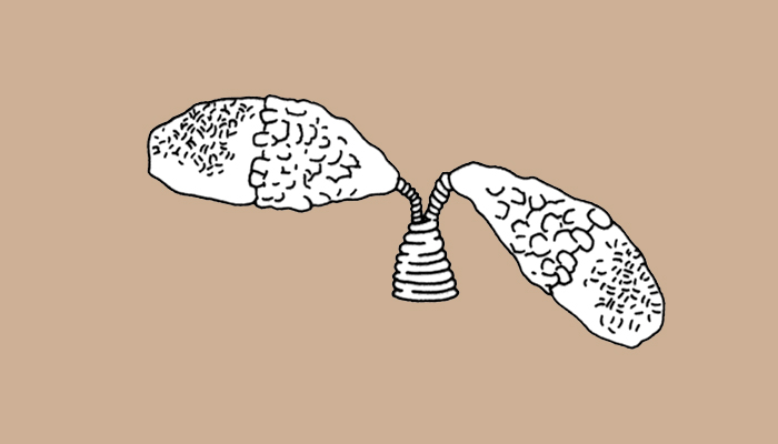 Hojas de vegetal no identificado (Dibujo, Brugnoli et al. 1997:42)