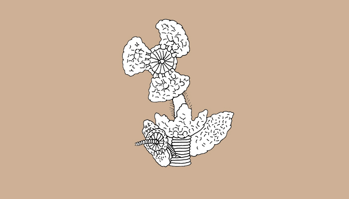 Flores y hojas de vegetal no identificado (Dibujo, Brugnoli et al. 1997:42)