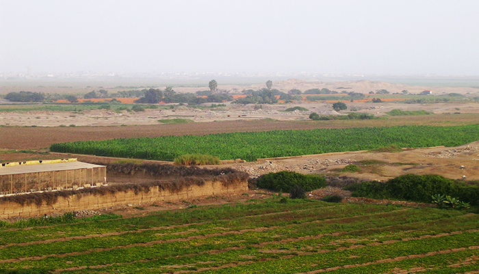 Campos de cultivo en Chan Chan.