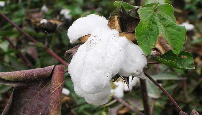 Cápsula de algodón en plantación en el valle de Ferreñafe, costa norte del Perú