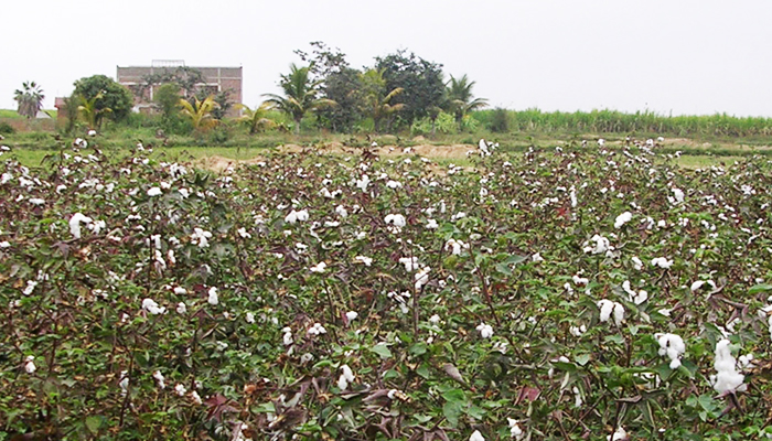 Campos de cultivo de algodón en el valle de Ferreñafe, costa norte del Perú