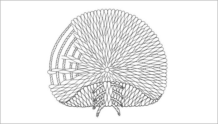 Aplicación: Disco tejido, anverso y reverso (Dibujo, Brugnoli et al. 1997: Fig.8).