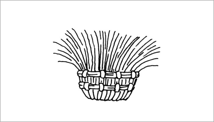 Aplicación: Borla simple (Dibujo, Brugnoli et al. 1997: Fig.9)