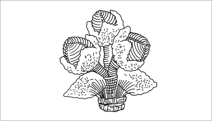 Volumen tejido. Representación de cápsulas de algodón (Dibujo, Brugnoli et al. 1997: Fig. 16)