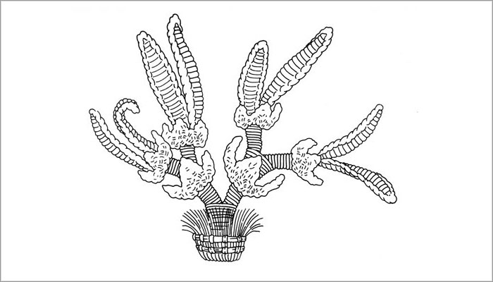 Volumen tejido. Representación de flores de maíz (Dibujo, Brugnoli et al. 1997: Fig. 15)