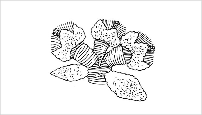 Volumen tejido. Representación de flores y hojas de tubérculo no identificado (Dibujo, Brugnoli et al. 1997: Fig. 17)