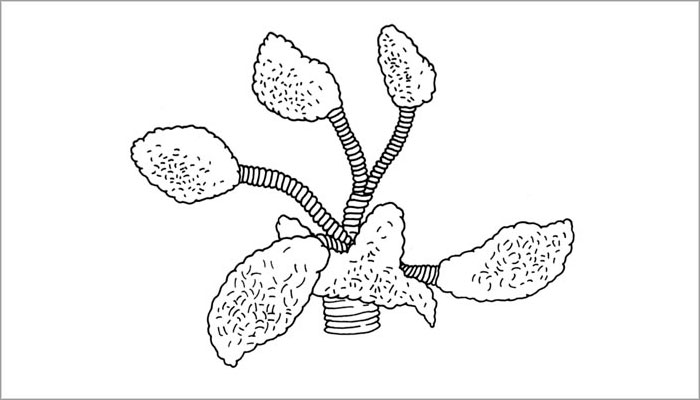 Representación de flores de coca (Dibujo, Brugnoli et al. 1997: Fig. 12)