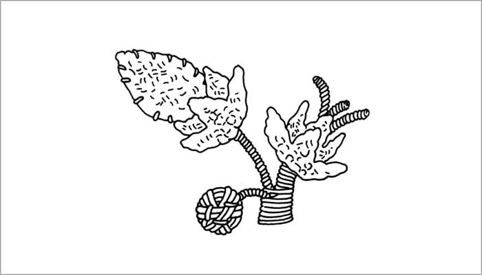 Volumen tejido. Representación de maíz (Dibujo, Brugnoli et al. 1997: Fig. 23