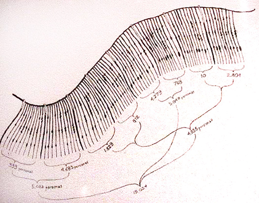 Interpretación del <em>quipu</em> MCHAP N° 0780 como registro de censo de población, según Gary Urton. Dibujo, José Pérez de Arce.