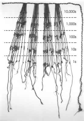 Posición de los distintos nudos en la estructura jerárquica de un quipu numérico-decimal. Gráfica tomada de G. Urton.
