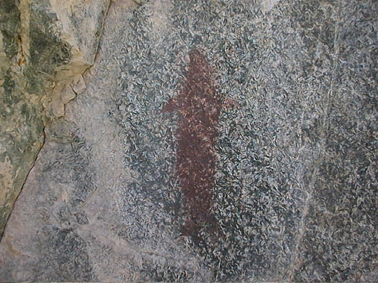Cetáceo (foto F. Maldonado).