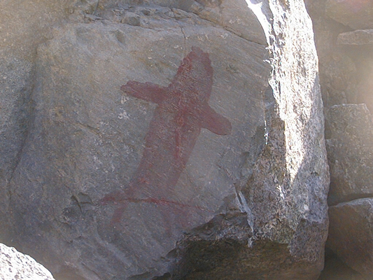 Cetáceo (foto F. Maldonado).