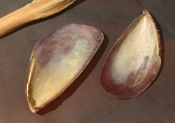 Valvas de choro: Contenedores. Pescadores Tardíos 100 – 500 d.C. Colección Museo Histórico Natural de Mejillones.