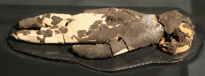 Momia «negra» de neonato. Recubierta con arcilla y ceniza ,faldellín de fibra de camélido. Costa de Arica – Pescadores Tempranos. Complejo Chinchorro 5500 – 2000 a.c. Colección Manuel Blanco Encalada, MCHAP Pe-278.