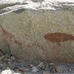 Camélidos y Cetáceo