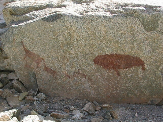 Camélidos y Cetáceo
